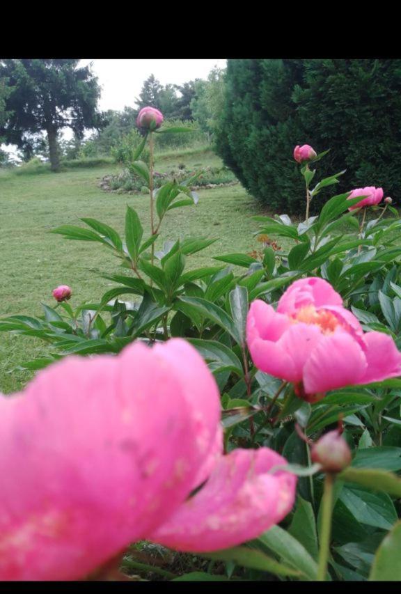 Apartmani Planinska Kuca, Jagodnja Krupanj Buitenkant foto
