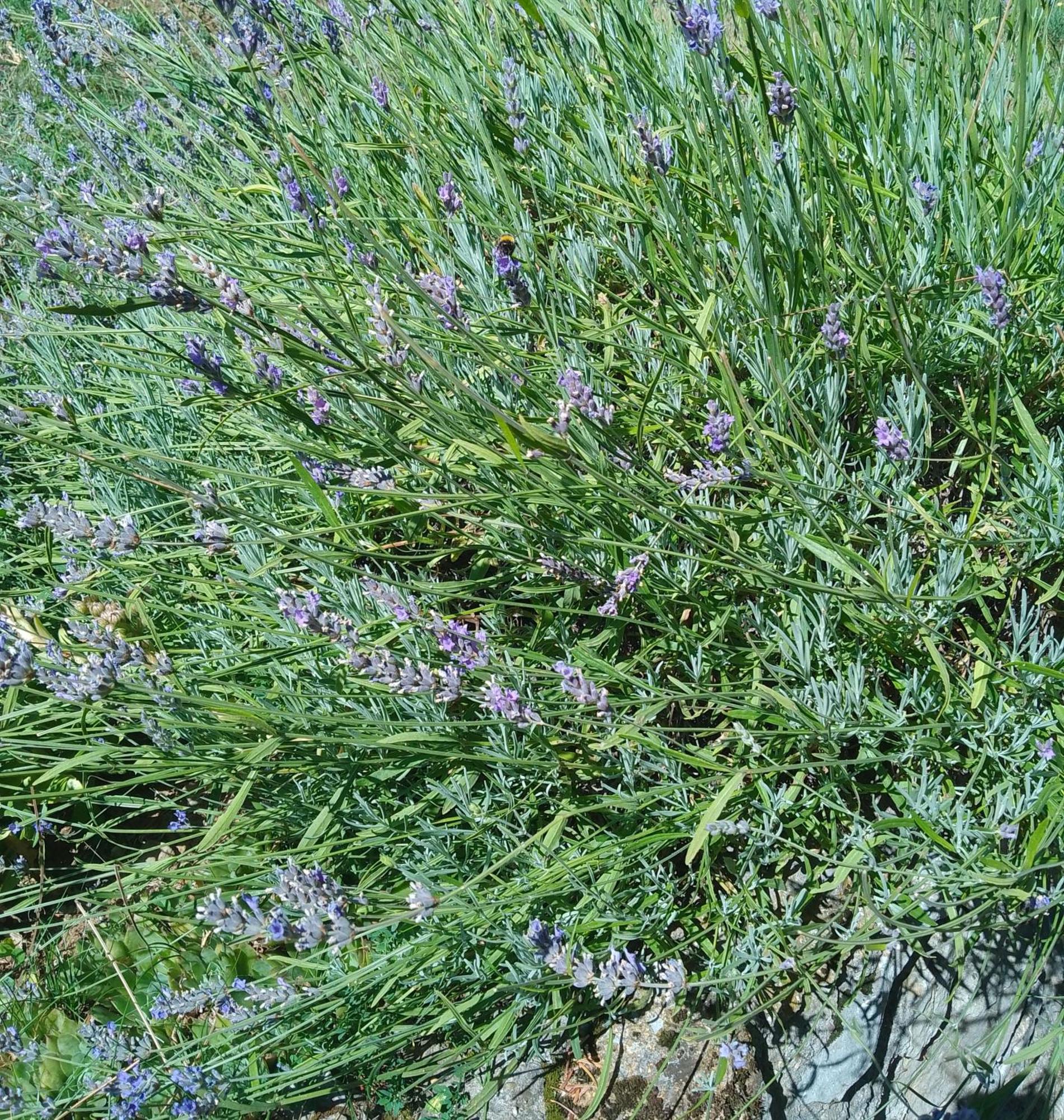 Apartmani Planinska Kuca, Jagodnja Krupanj Buitenkant foto